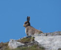 Mountain Hare