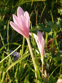 Meadow Saffron