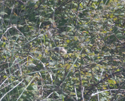 Moltoni's Warbler