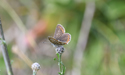Northern Brown Argus