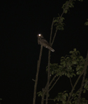 Nightjar