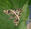Oleandr Hawkmoth