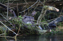 Otter