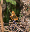 Pearl Bordered Fritillary