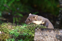 Pine Marten