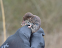 Pygmy Shrew