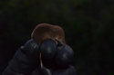 Pygmy Shrew