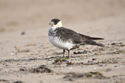 Pomarine Skua
