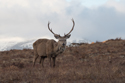 Red Deer