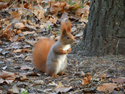 Red Squirrel