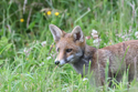 Red Fox