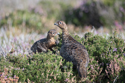Red grouse
