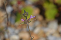 Red Hemp Nettle