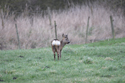 Roe Deer