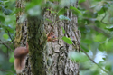 Red Squirrel