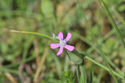Sand catchfly