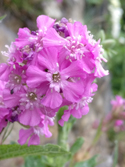 Sticky Catchfly