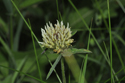 Sulphur Clover