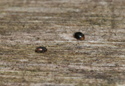 Scymnus haemorroidalis and nephus redtenbacheri