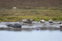Seals