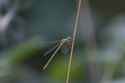 Southern Emerald Damselfly
