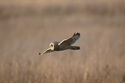 Short Eared Owl