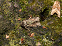 Oleandr Hawkmoth