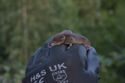 Common Shrew