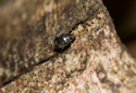 Scymnus nigrinus