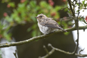 Spotted Flycatcher