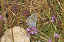 Silver Studded Blue