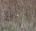 Stonechat