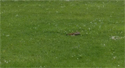 Stoat
