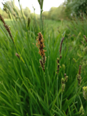 Small Tufted Sedge