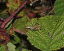 Tree Cricket