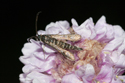 Thrift Clearwing