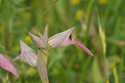 Tongue Orchid