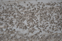 Waders