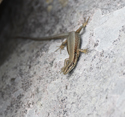 Wall Lizard