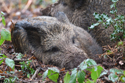 Wild Boar