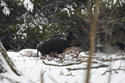 Wild Boar