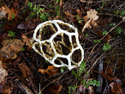 White Cage Fungus