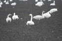 Whooper Swan
