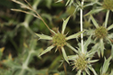 Watling Street Thistle