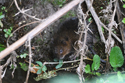 Water Vole