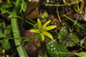 Yellow Star of Bethlehem