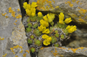 Yellow Whitlow Grass