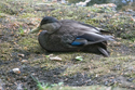 American Black Duck