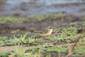 Alaskan Yellow Wagtail