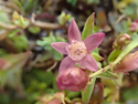 Autumn Gentian